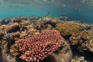 [이슈와 진단] \'지구건강 지표\' 산호 삼각지대를 보호해야 하는 이유