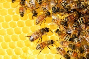 [이슈와 진단] \'순환생태 건강지표\' 꿀벌을 지켜야 하는 이유