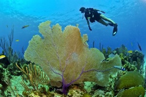 800번 다이빙 통해 만난 신비롭고 놀라운 바다 생태계