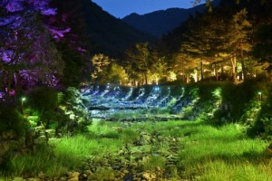 [그린힐링] 자연과 빛이 하나되는 강릉솔향수목원의 밤